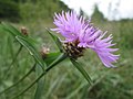 Centaurea jacea