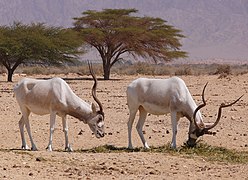 Addax-1-Zachi-Evenor.jpg