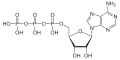 Adenosintriphosphat (ATP)