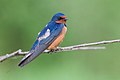 Hirundo rustica erythrogaster