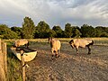 Konik Pferde im Naturschutzgebiet Karower Teiche