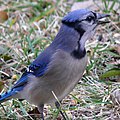 Blue Jay