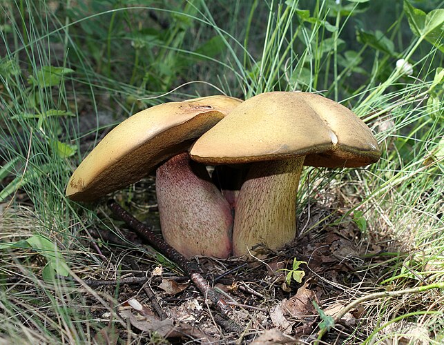 Дубовик оливково-бурый (Boletus luridus)