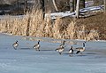 Canada geese