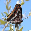 Charaxes jasius