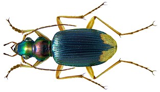 Chlaenius apicalis.