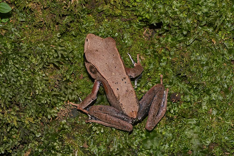 Коротконогая лягушка (Clinotarsus curtipes)