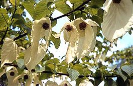 Vaantjesboom (Davidia involucrata)