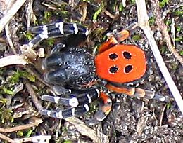 Boružinis storagalvis (Eresus cinnaberinus)