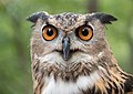 Image 28A rescued Eurasian eagle-owl