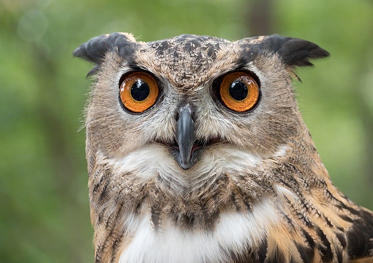 Eurasian eagle-owl