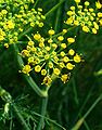 Inflorescence