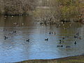 Main pond with Fulica americana, etc.