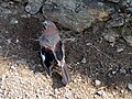 Esemplare della sottospecie fasciatus in Galizia.