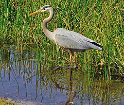 Wading at Grande Lakes Audubon Cooperative Wildlife Sanctuary, Orlando, Florida