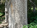 Green Ash (Fraxinus pennsylvanica) bark