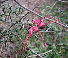 <center>Grevillea asparagoides</center>