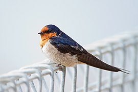 Hirundo neoxena risdon