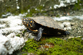 Indian Black Turtle or Indian Pond Terrapin Melanochelys trijuga.jpg