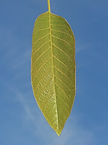 Leaf