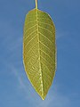 Leaf