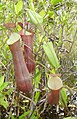 Otro tipo de Nepenthes que se encuentra en el pantano, cerca del lago Melintang