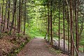 English: Forest Deutsch: Wald