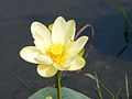 American lotus at Lake Jackson (Tallahassee, Florida), August 2006.