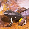 Mantella bernhardi