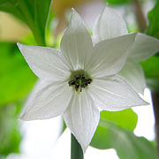 Цветок Bhut jolokia