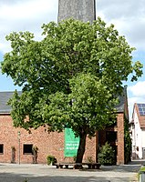 1 Platane an der Waldenserkirche