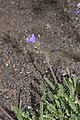 Polemonium elegans