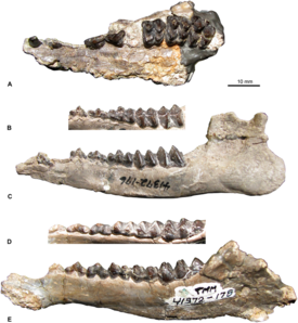 Образцы Leptoreodon marshi из фауны Whistler Squat. A, левая верхняя челюсть с C–P3, M1–3 (TMM 41372-175), окклюзионная проекция; B, левая нижняя челюсть с dp2–dp4, m1–m2 (TMM 41372-176), косой окклюзионный вид и C, буккальный вид; D, правая нижняя челюсть с p2–m3 (TMM 41372-178), косой окклюзионный вид и E, лингвальный вид.