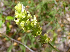 Sideritis chamaedryfolia Inflorescencia 2012-6-22 Valderrepisa SierraMadrona.jpg