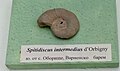 en:Spitidiscus intermedius d'Orbigny, en:Barremian, Oborishte, en:Varna Province at the en:Sofia University "St. Kliment Ohridski" Museum of Paleontology and Historical Geology