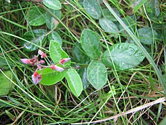 Starr-130708-5610-Desmodium incanum-flowers and leaves-Ulupalakua Ranch-Maui (25101283652).jpg