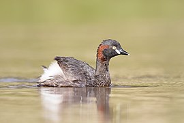 Tachybaptus novaehollandiae - Mulligan's Flat