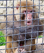 Macaco rhesus (Macaca mulatta)