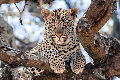 Mládě levharta skvrnitého v tanzanském Národním parku Serengeti