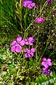 Steenanjer of Zwolse anjer Balloërveld