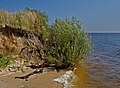 Узбережжя Київського моря біля села