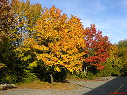 Metsävaahtera (Acer platanoides)