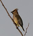 Cedar Waxwing (Bombycilla cedrorum)