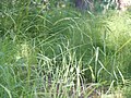 Bromus vulgaris