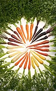 Carrot (Daucus carota)