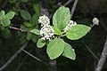 Ceanothus sanguineus