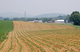 A field of young corn stalks