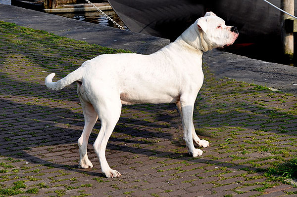 1 con dogo argentino nguyên mẫu chưa cắt tai