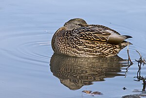 Female Mallard Duck Resting Crop