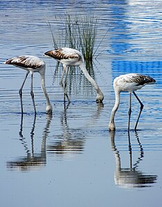 Greater flamingo (Sidi Hassine) Author: Mohamed Gouli